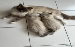 Ragdoll cats for sale: Ragdoll kittens blue point and mitted  - Image 15