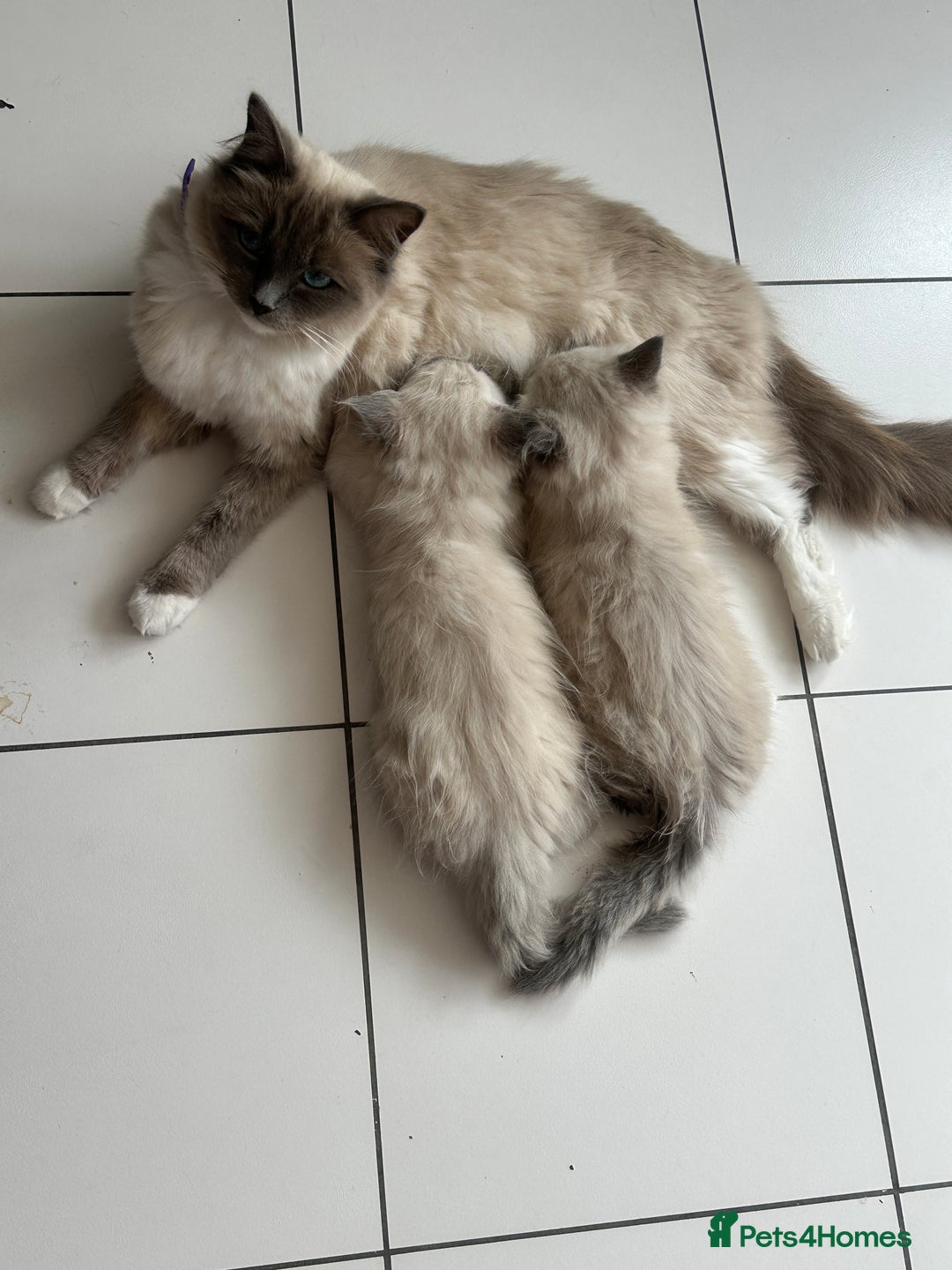 Ragdoll cats for sale: Ragdoll kittens blue point and mitted  - Image 15