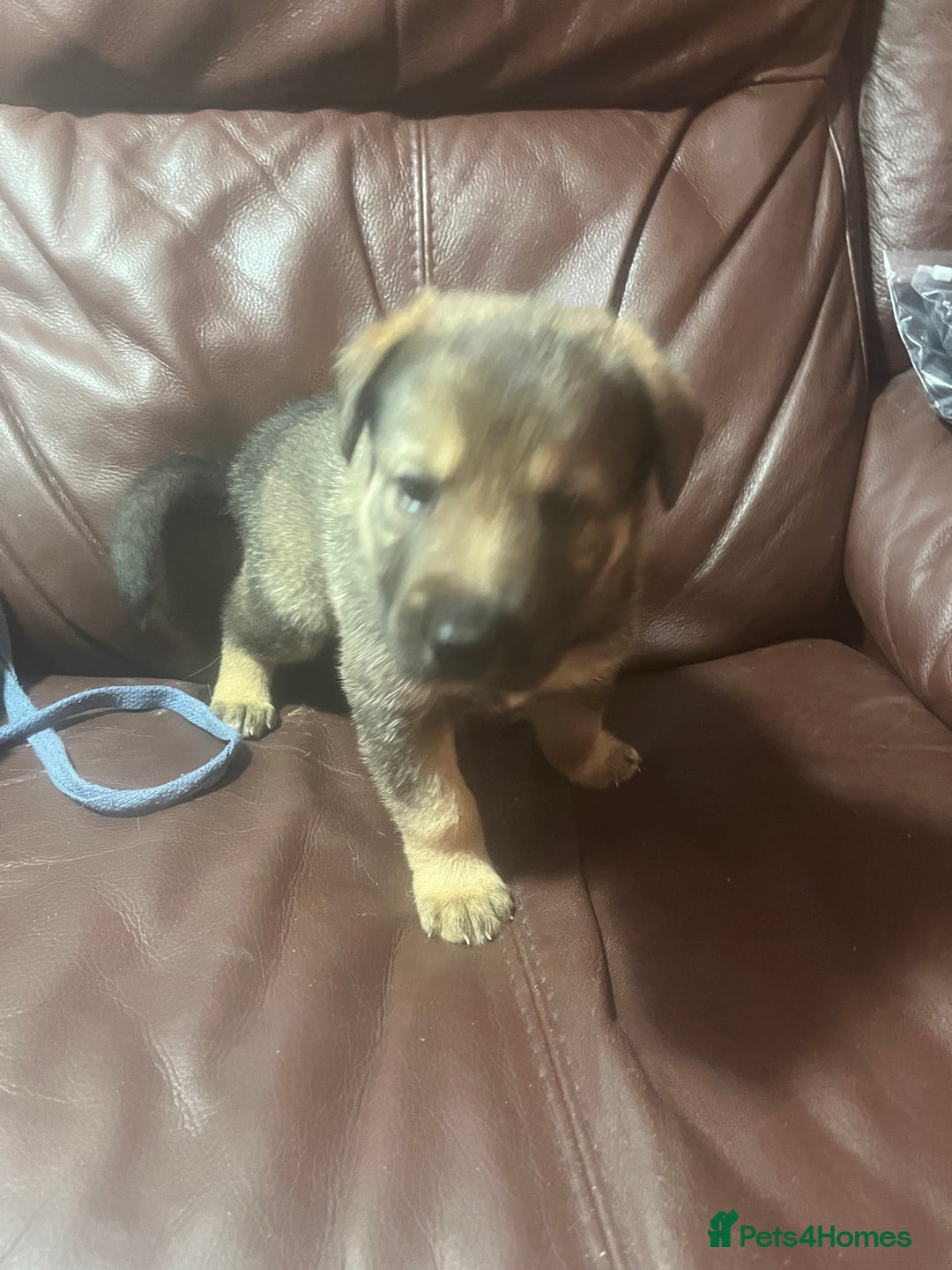 Mixed Breed dogs for sale: 1 male German shepherd x border collie  - Image 10