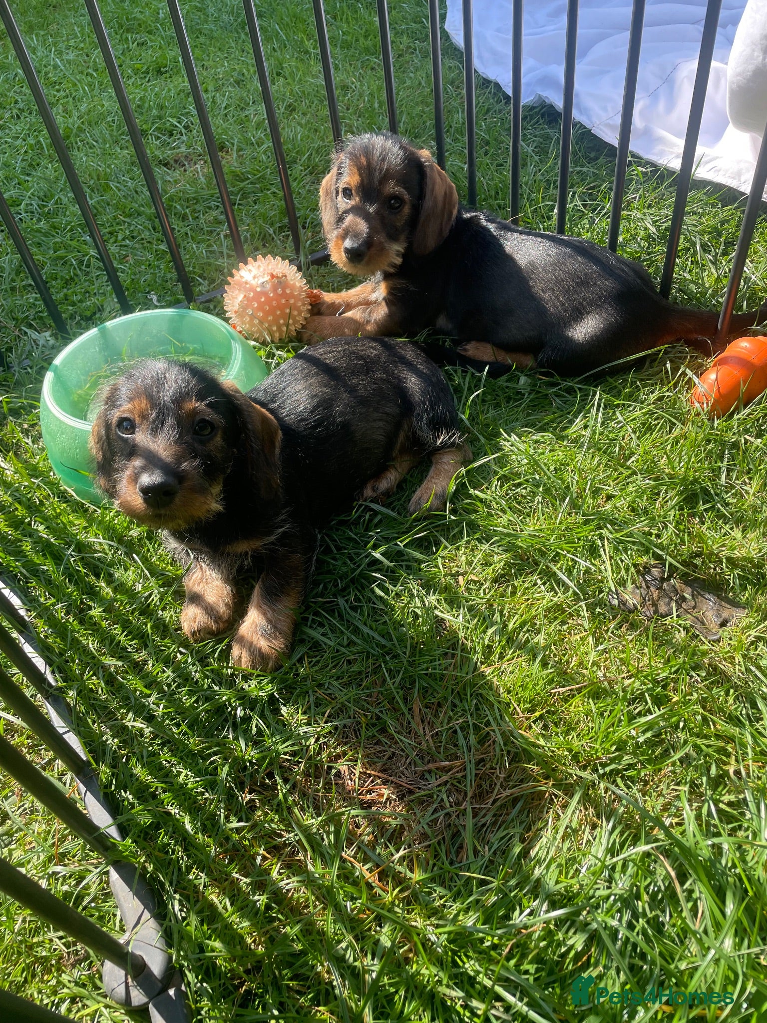 Dachshund dogs beautiful wired haired boy sausages  - Advert 6