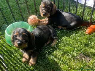 Dachshund dogs beautiful wired haired boy sausages - Advert 6