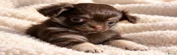 Chihuahua dogs for sale: Purebred Chihuahua Puppies – Not KC Registered - Advert 6