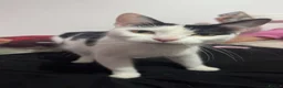 British Shorthair cats for adoption: Most loving baby girl  - Advert 2