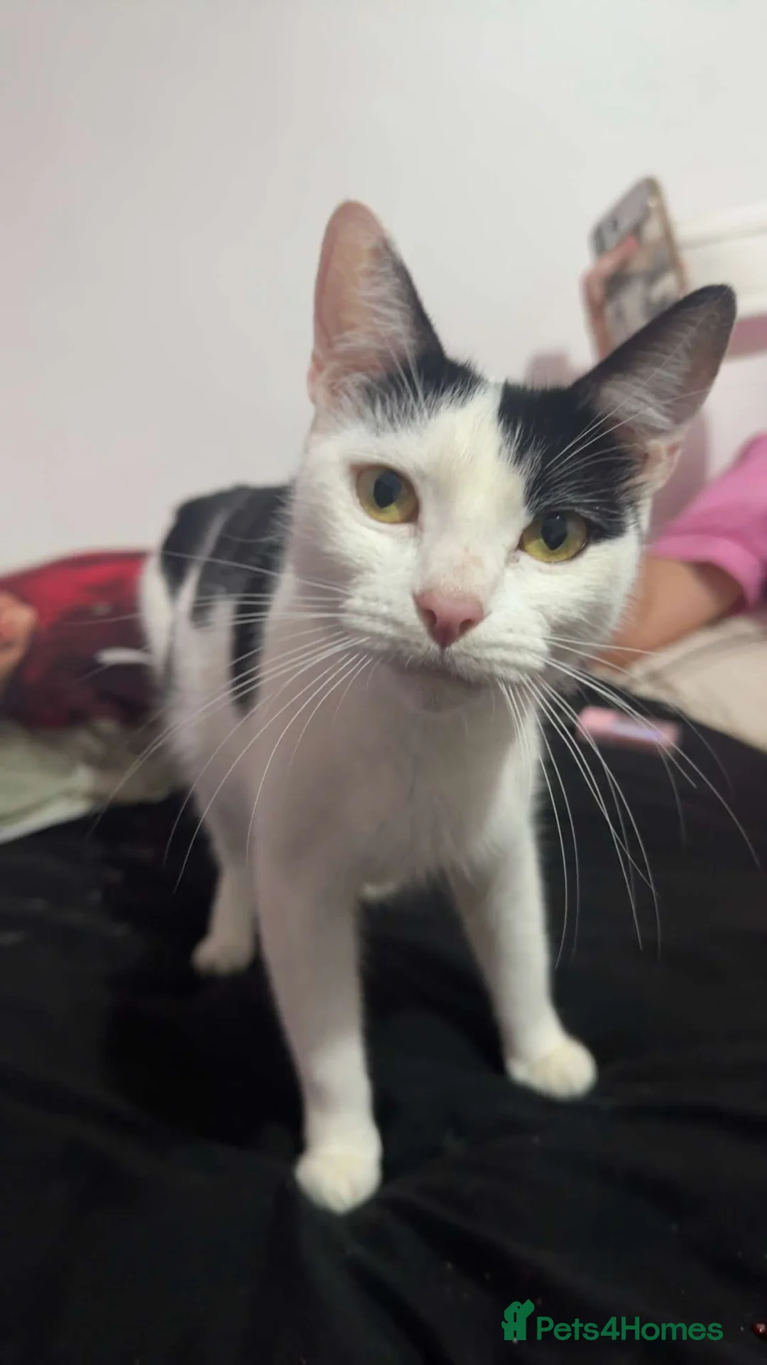 British Shorthair cats for adoption: Most loving baby girl  - Advert 2