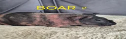 Guinea Pig rodents for sale: Skinny Pigs for Sale in Newcastle upon Tyne - Advert 3