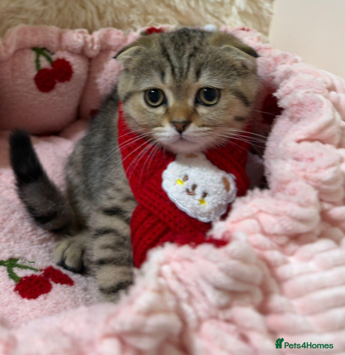 Scottish Fold cats  ✨️READY NOW - Advert 2