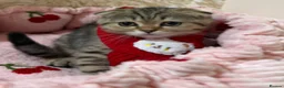 Scottish Fold cats for sale: Golden Tabby Kittens  - Advert 25
