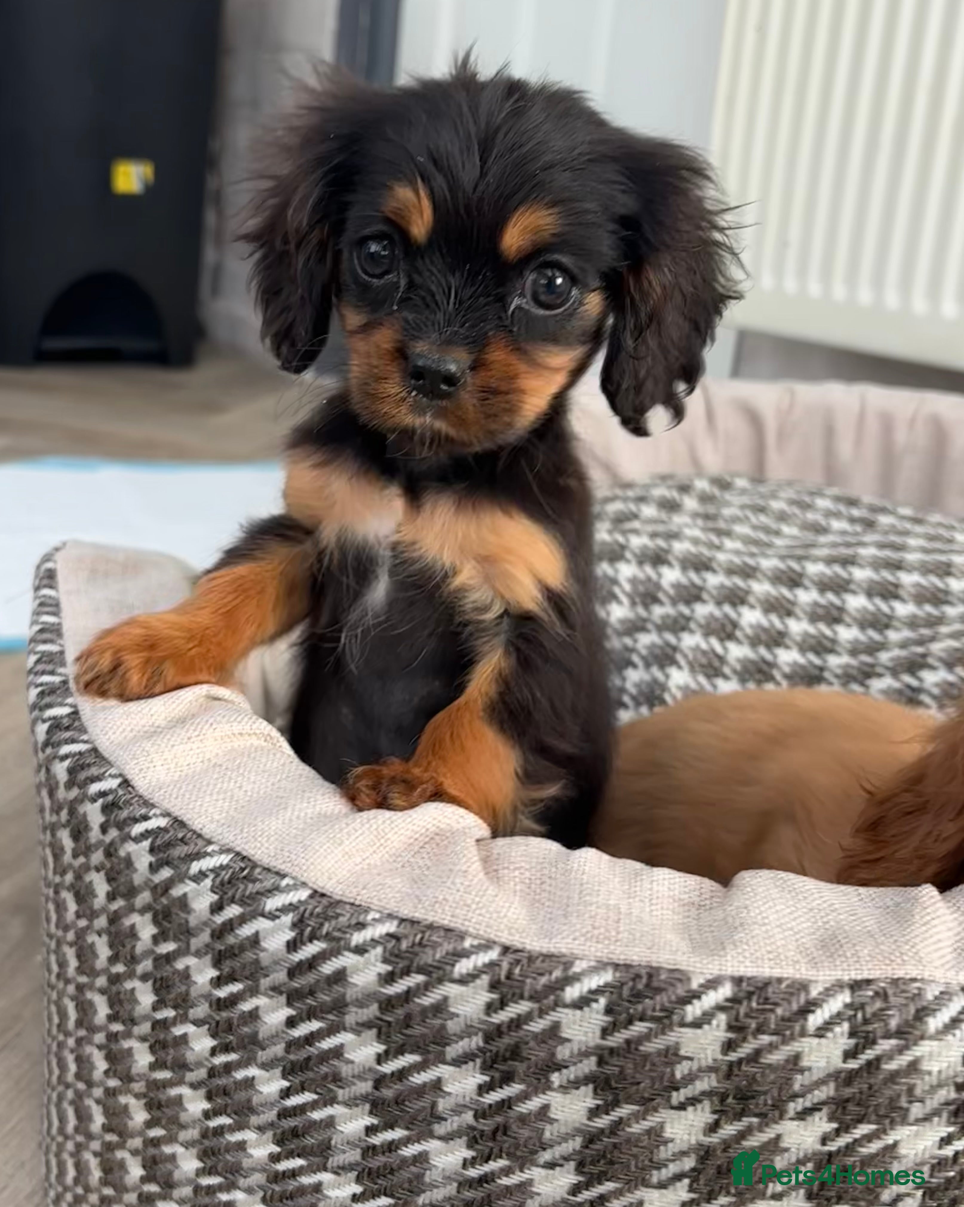 Cavalier King Charles Spaniel dogs reduced Beautiful puppies looking for forever home - Advert 15