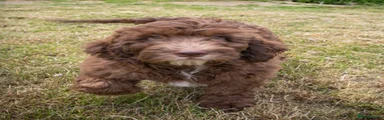 Saint Berdoodle 5