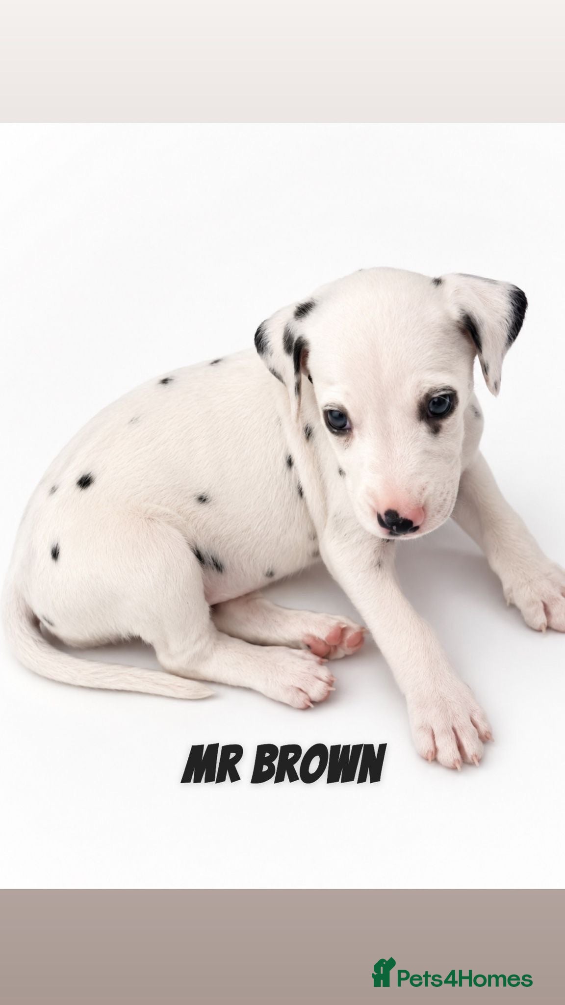 Dalmatian dogs Beautiful Dalmatian puppies - Advert 9