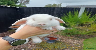 Mini Lop rabbits - Advert 3