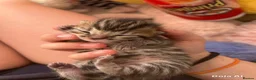 Bengal cats for sale: Half Bengal kittens - Advert 21