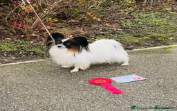Papillon dogs for sale: Kennel Club registered tri color boy - Image 4