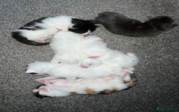 Maine Coon cats for sale: Adorable Maine coons!!! - Image 8