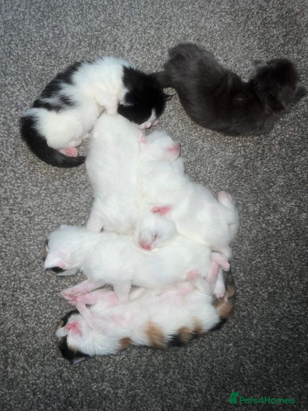 Maine Coon cats for sale: Adorable Maine coons!!! - Image 8