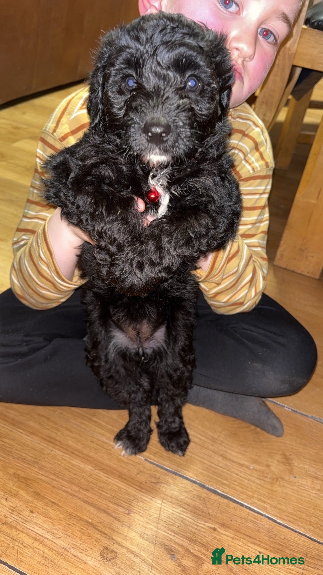 Cockapoo dogs for sale: Cockapoo for sale - Advert 18