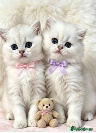 British Shorthair cats BEAUTIFUL BSH & BLH FEMALE KITTENS  - Advert 2