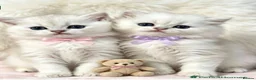 British Shorthair cats for sale: BEAUTIFUL BSH & BLH FEMALE KITTENS  - Advert 2