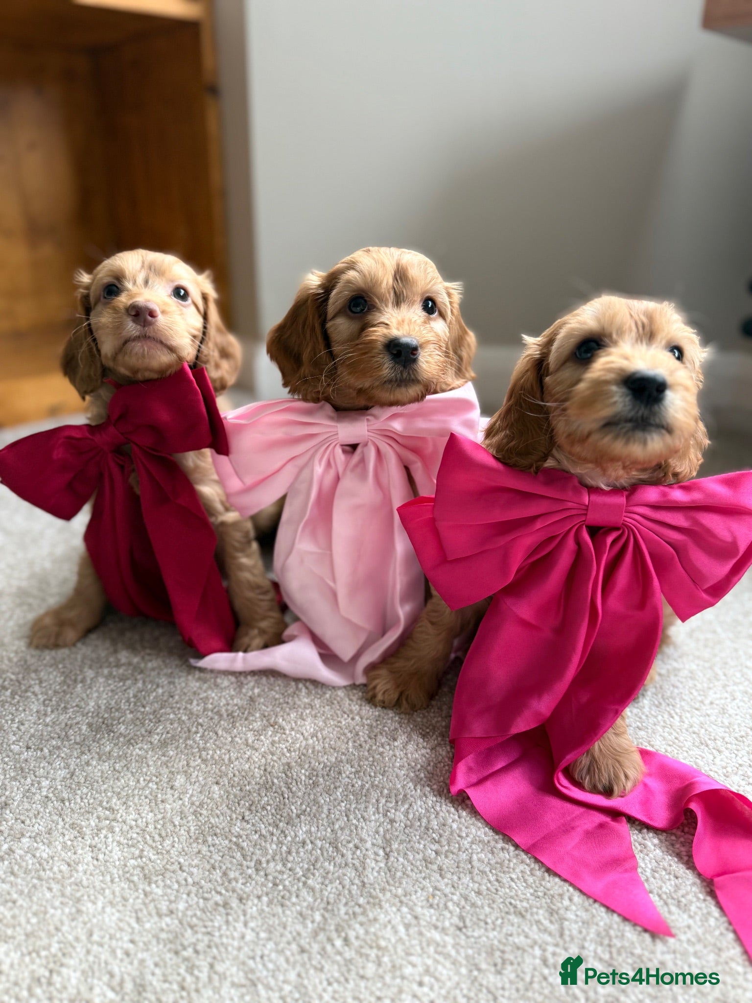 Cockapoo dogs Cockapoo puppies 3 Girls available  - Advert 16