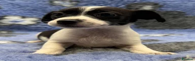 Jack Russell 5