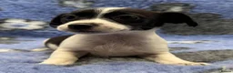 Jack Russell dogs for sale: Stunning Little Jack Russell Pups - Advert 20
