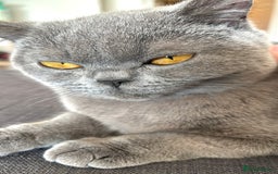 British Shorthair cats for sale: Grey British Shorthair - Image 7