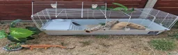 Bearded Dragon reptiles for sale: 🦎 Bearded Dragon – Complete Setup Included - Advert 2
