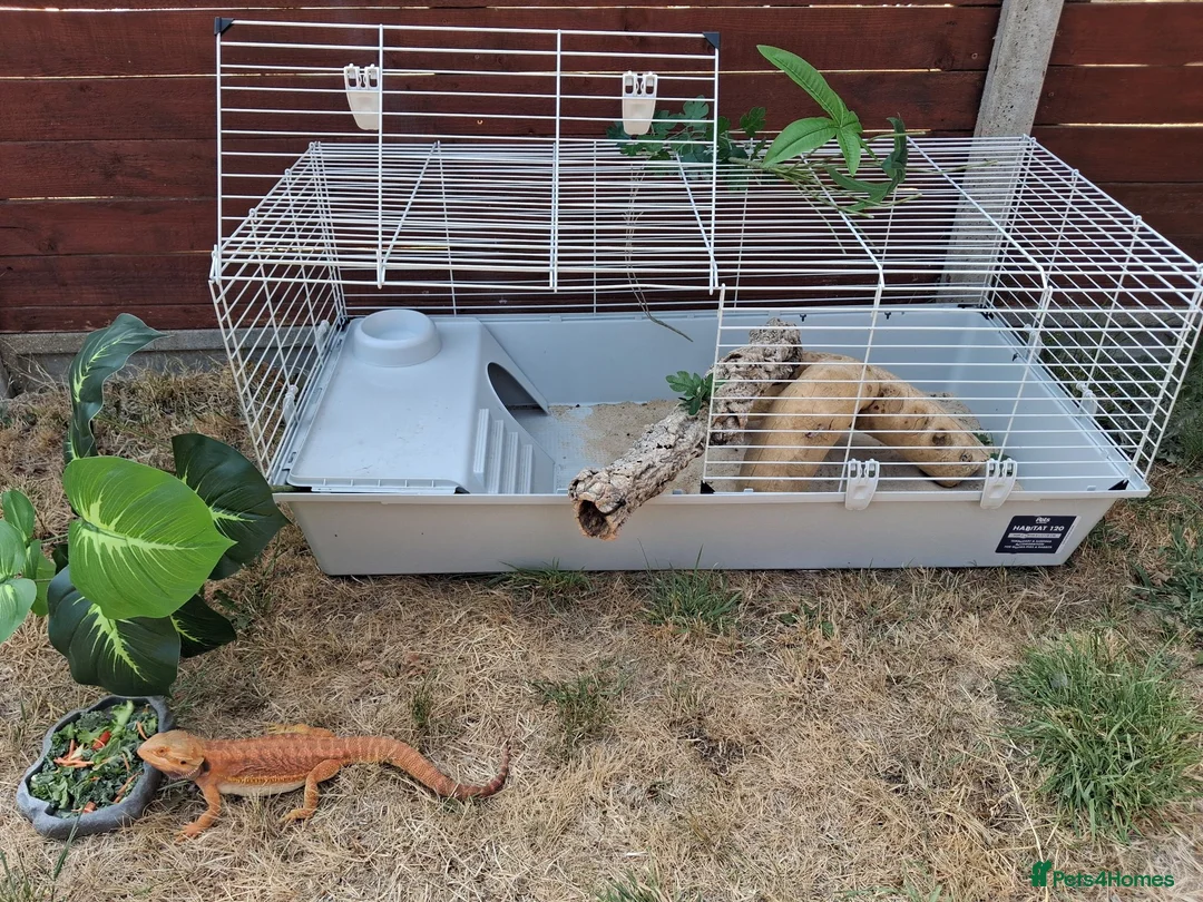 Bearded Dragon reptiles for sale: 🦎 Bearded Dragon – Complete Setup Included - Advert 2