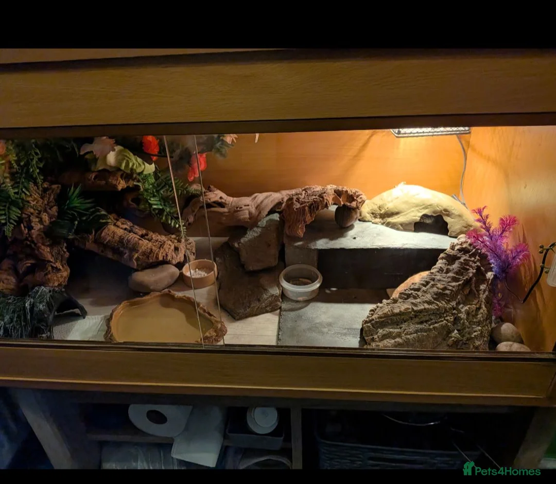 Leopard Gecko reptiles for sale: Leopard gecko 8 years old and full set up  - Advert 11