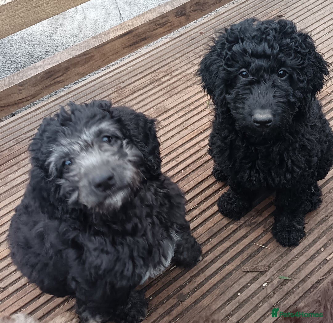 Australian Labradoodle dogs for sale: Health Tested ✔️ BOTH✔️ Parents HIP& ELBOW scored - Advert 4