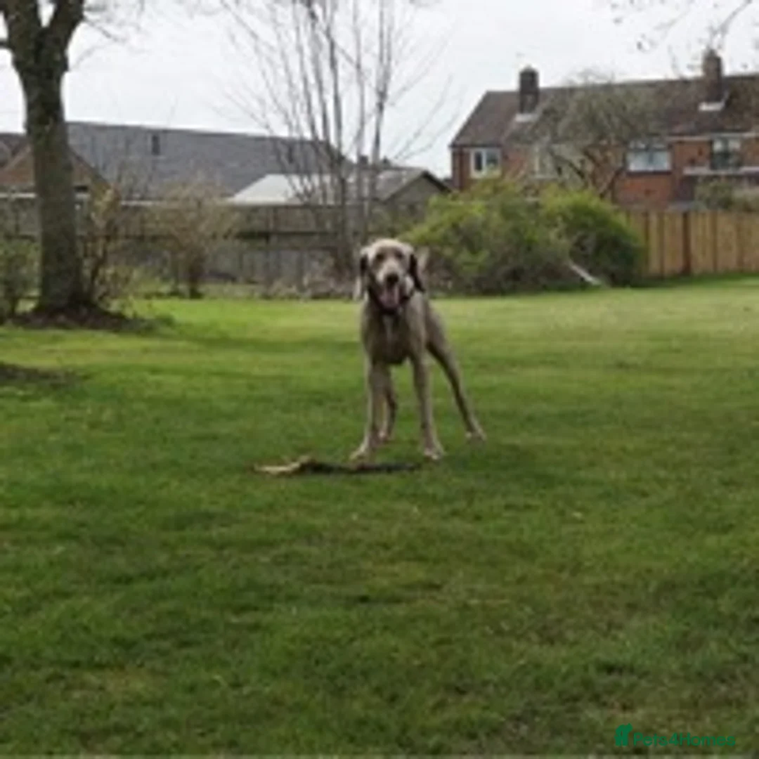 Weimaraner dogs for stud: beautiful Weimaraner super stud proven  in Durham - Advert 8