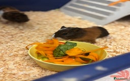 Guinea Pig rodents for sale: Two bonded male guinea pigs  - Image 2