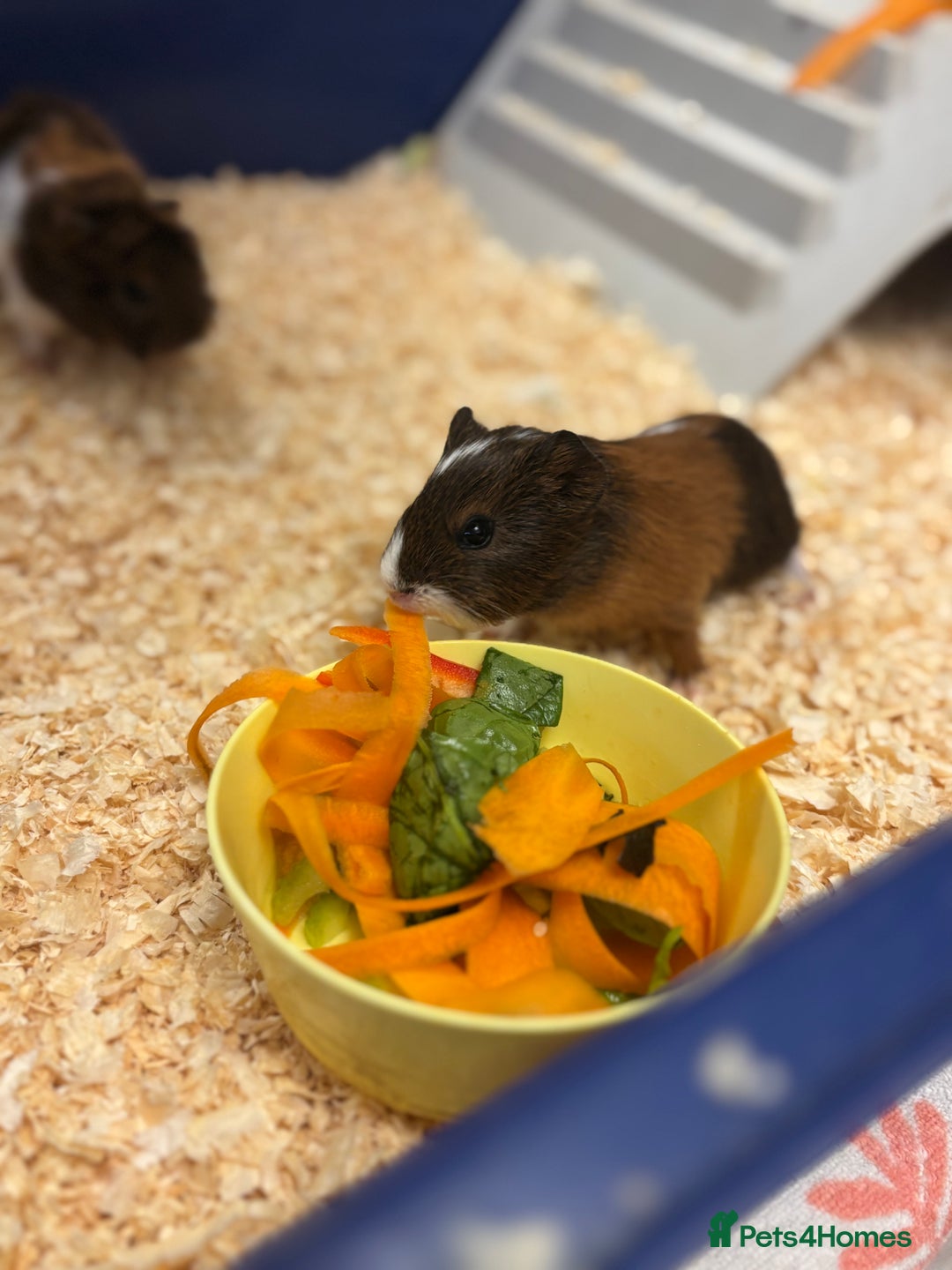 Guinea Pig rodents for sale: Two bonded male guinea pigs  - Image 2