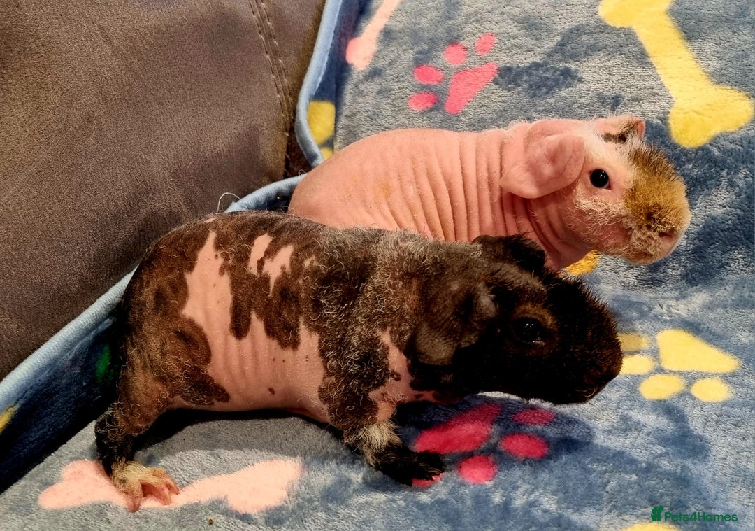Hairless Guinea Guinea Pig Toys Petco Petco Hairless Guinea Pig