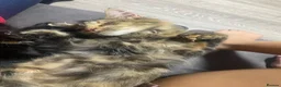 Mixed Breed cats for sale: Kittens  - Advert 1