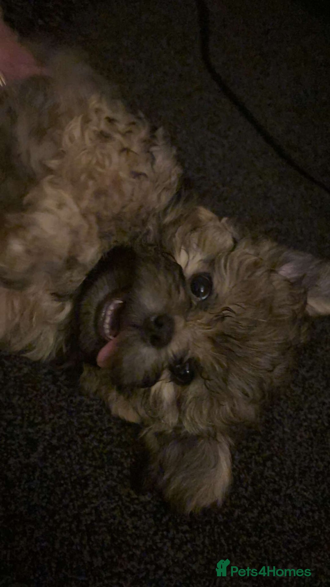 Shih Tzu dogs for sale: Shih-Tzu Male Puppies for Sale. - Advert 2