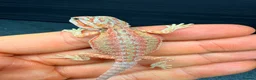 Bearded Dragon reptiles for sale: Red Monster baby bearded dragons ready to go!  - Advert 8