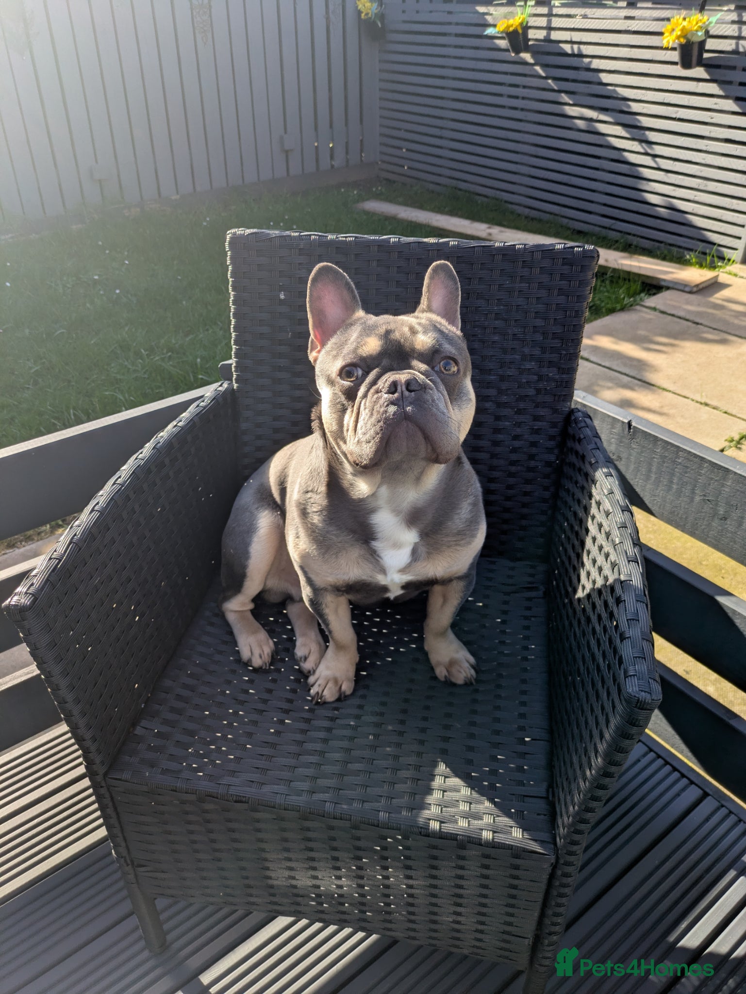 French Bulldog dogs for sale: Male french bulldog read Full description  - Advert 4