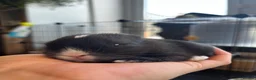 Mixed Breed rabbits for sale: Beautiful Baby Rabbits – Two Lovely Litters - Advert 3