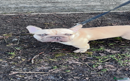 French Bulldog dogs for sale: French bulldog  - Image 1