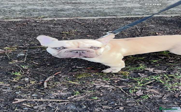 French Bulldog dogs - Advert 14