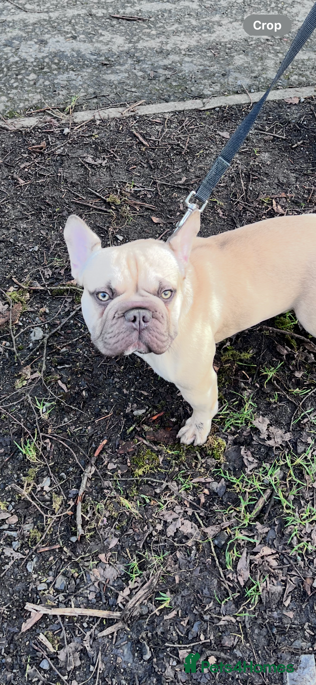 French Bulldog dogs for sale: French bulldog  - Image 1