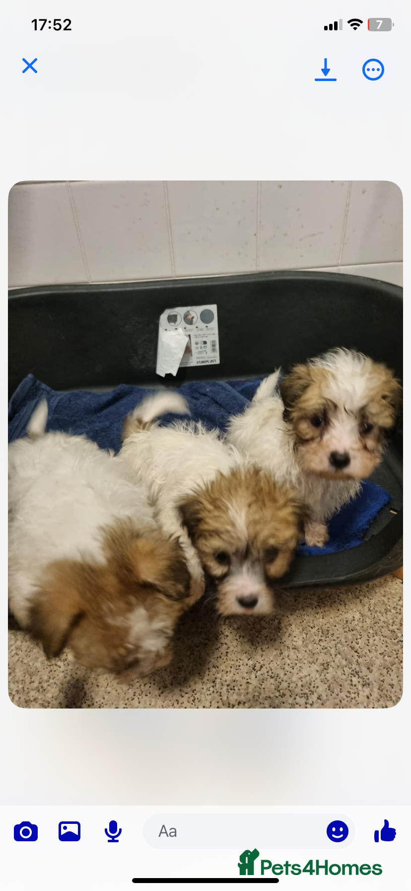 Mixed Breed dogs Mini Jack Russel x maltese - Advert 15