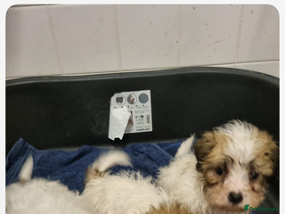 Mixed Breed dogs Mini Jack Russel x maltese - Advert 2