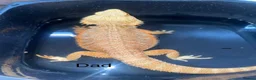 Bearded Dragon reptiles for sale: Juvenile Bearded dragons  - Advert 3