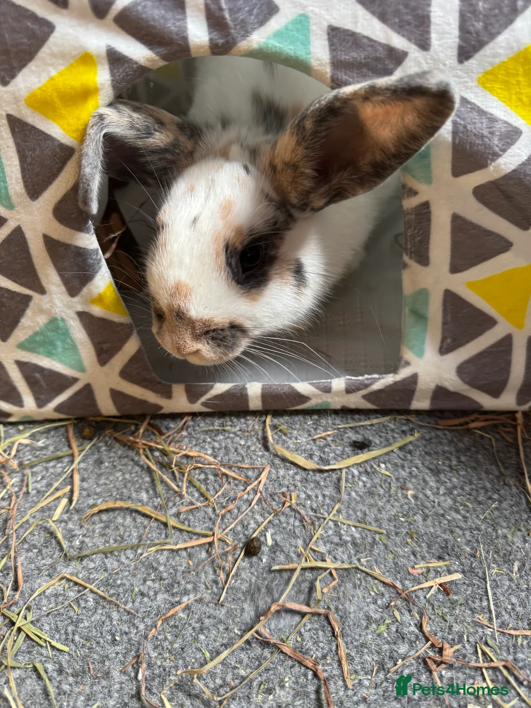 Mixed Breed rabbits for sale: 2 female sister rabbits 6 months old - Advert 1