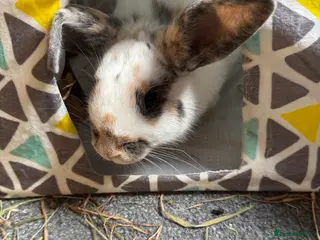 Mixed Breed rabbits 2 female sister rabbits 6 months old - Advert 2