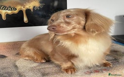 Miniature Dachshund dogs for sale: 👻🎃Miniature long coat Dachshunds 🎃👻 - Image 7