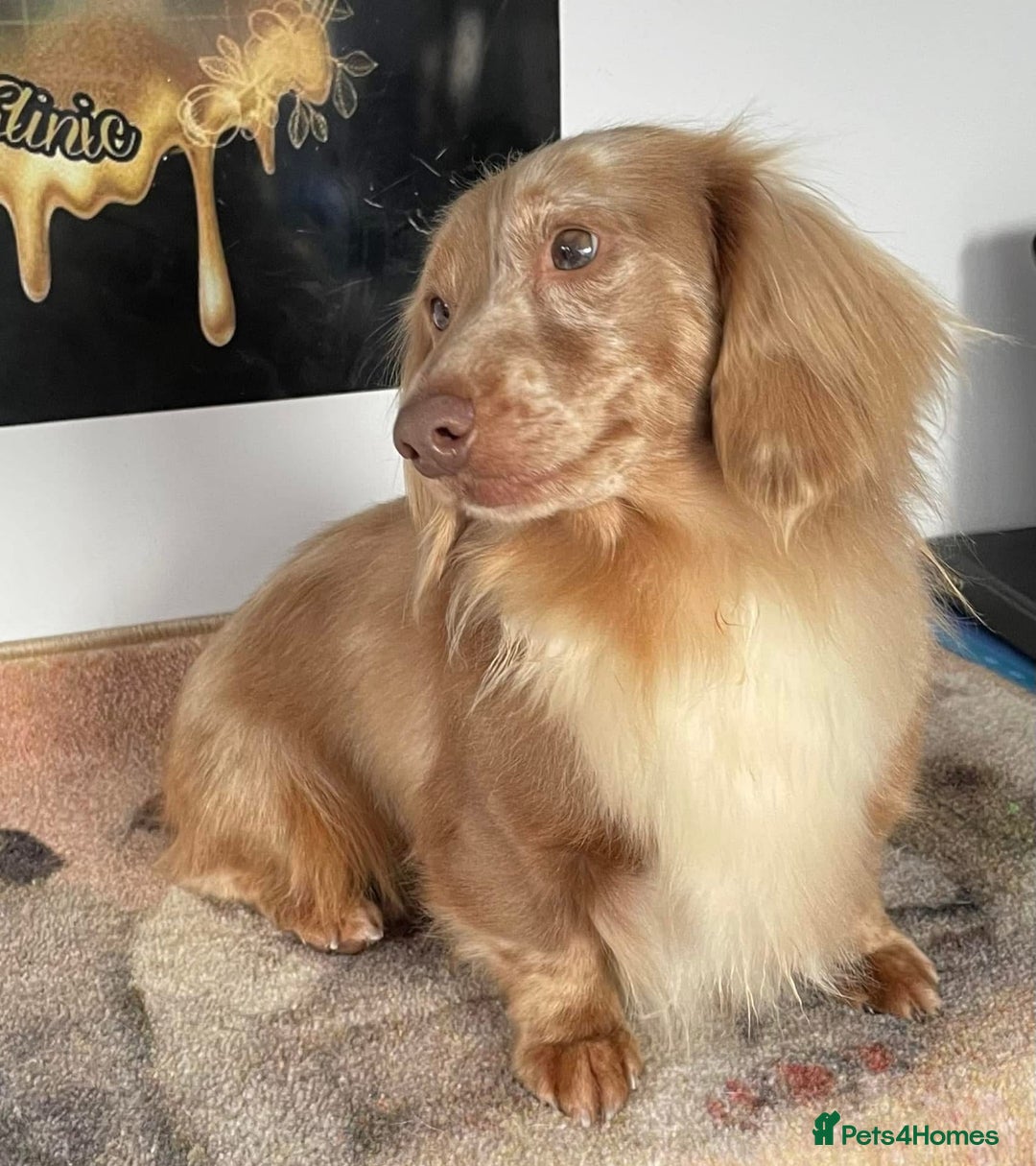 Miniature Dachshund dogs for sale: 👻🎃Miniature long coat Dachshunds 🎃👻 - Image 7