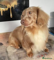 Miniature Dachshund dogs - Advert 3